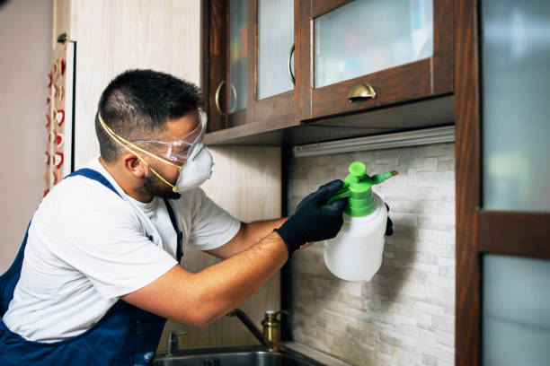 Best Local Pest Control Services  in Bellwood, IL
