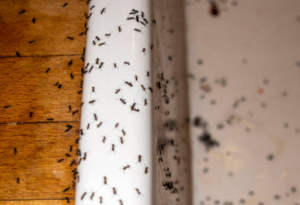 Best Affordable Pest Control Services  in Bellwood, IL
