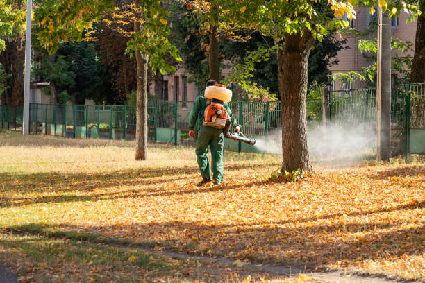 Best Termite Control Services  in Bellwood, IL