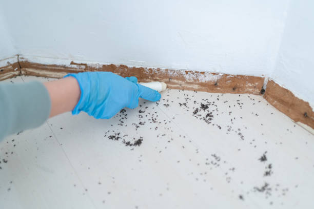 Best Mosquito Control Services  in Bellwood, IL