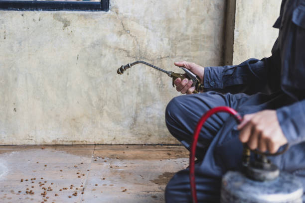 Trusted Bellwood, IL Pest Control Experts